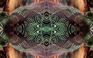 fern